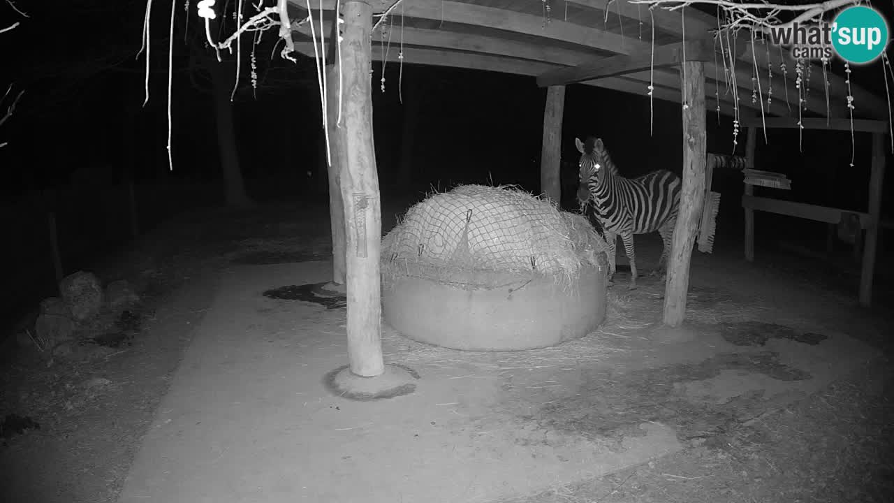 Zebre v živo v živalskem vrtu Ljubljana ZOO spletne kamere