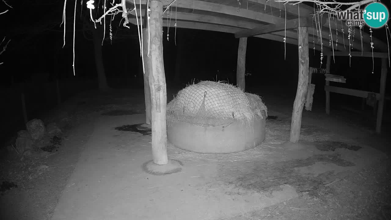 Live webcam Les zèbres in Ljubljana ZOO – Slovénie