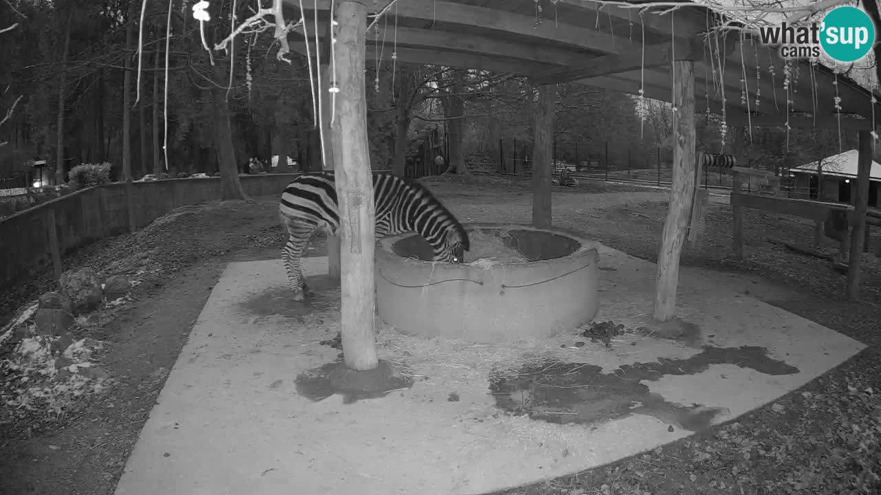 Live Webcam Zebras in Ljubljana ZOO – Slowenien