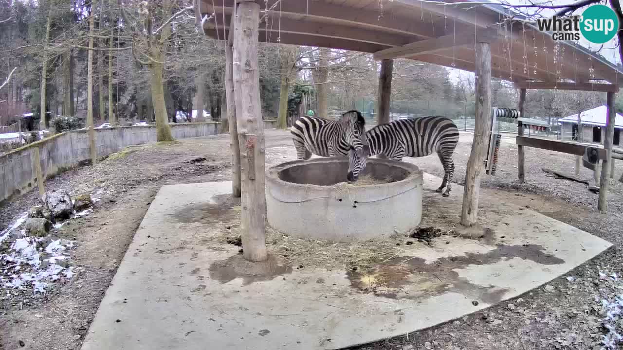 Live webcam Les zèbres in Ljubljana ZOO – Slovénie