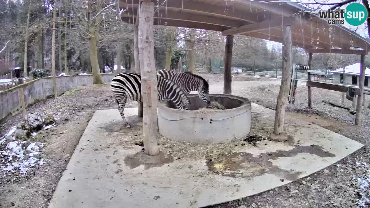 Live webcam Zebras in Ljubljana ZOO – Slovenia