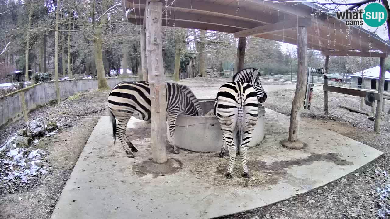 Live webcam Zebras in Ljubljana ZOO – Slovenia