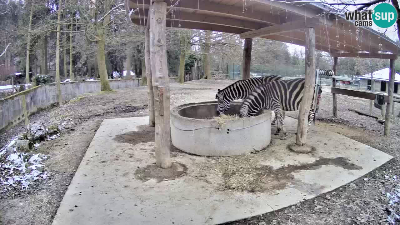 Zebre v živo v živalskem vrtu Ljubljana ZOO spletne kamere