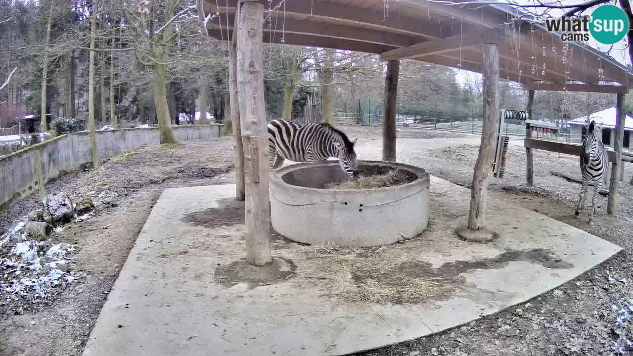 Live webcam Les zèbres in Ljubljana ZOO – Slovénie