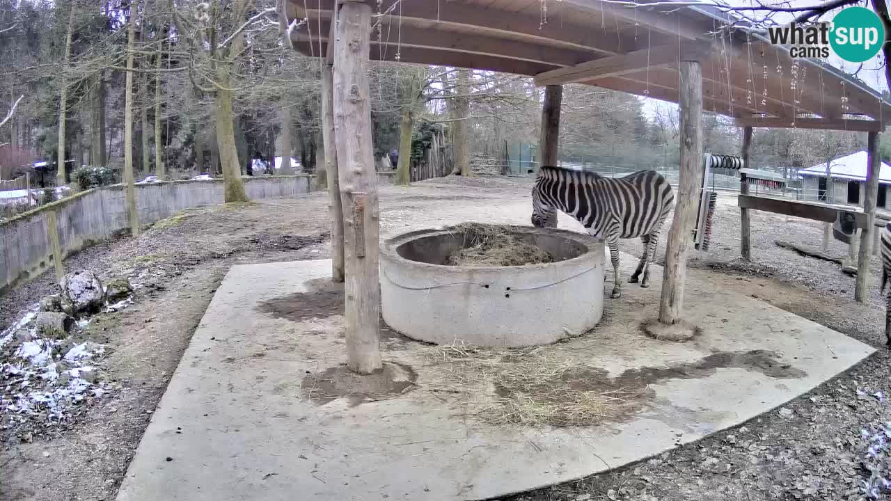 Live webcam Les zèbres in Ljubljana ZOO – Slovénie