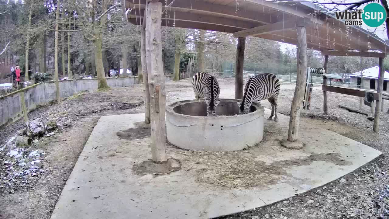 Live webcam Les zèbres in Ljubljana ZOO – Slovénie