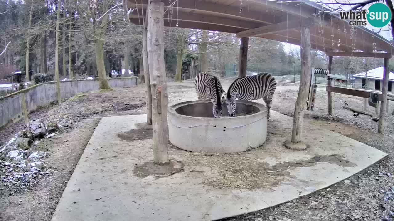 Live webcam Les zèbres in Ljubljana ZOO – Slovénie