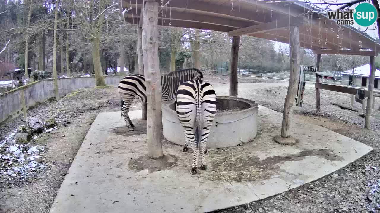 Web kamera uživo Zebras u ZOO Ljubljana – Slovenija