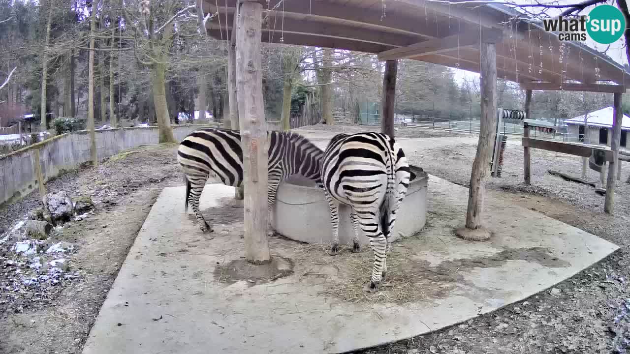 Web kamera uživo Zebras u ZOO Ljubljana – Slovenija