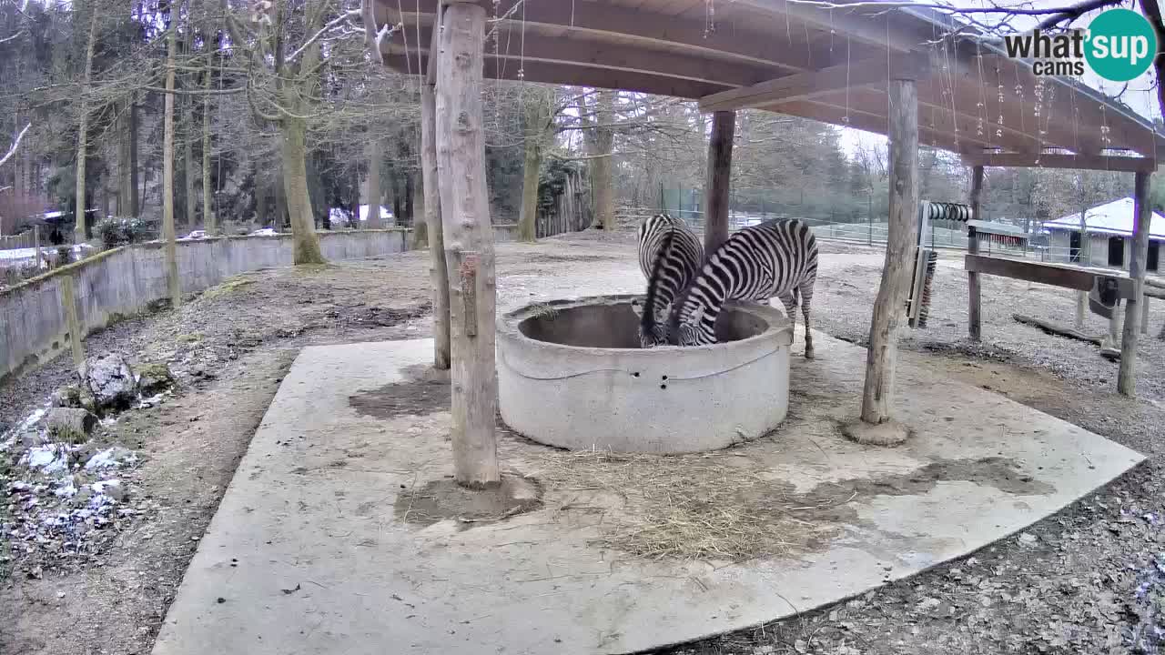 Le Zebre nello ZOO di Ljubljana – Slovenia Live webcam