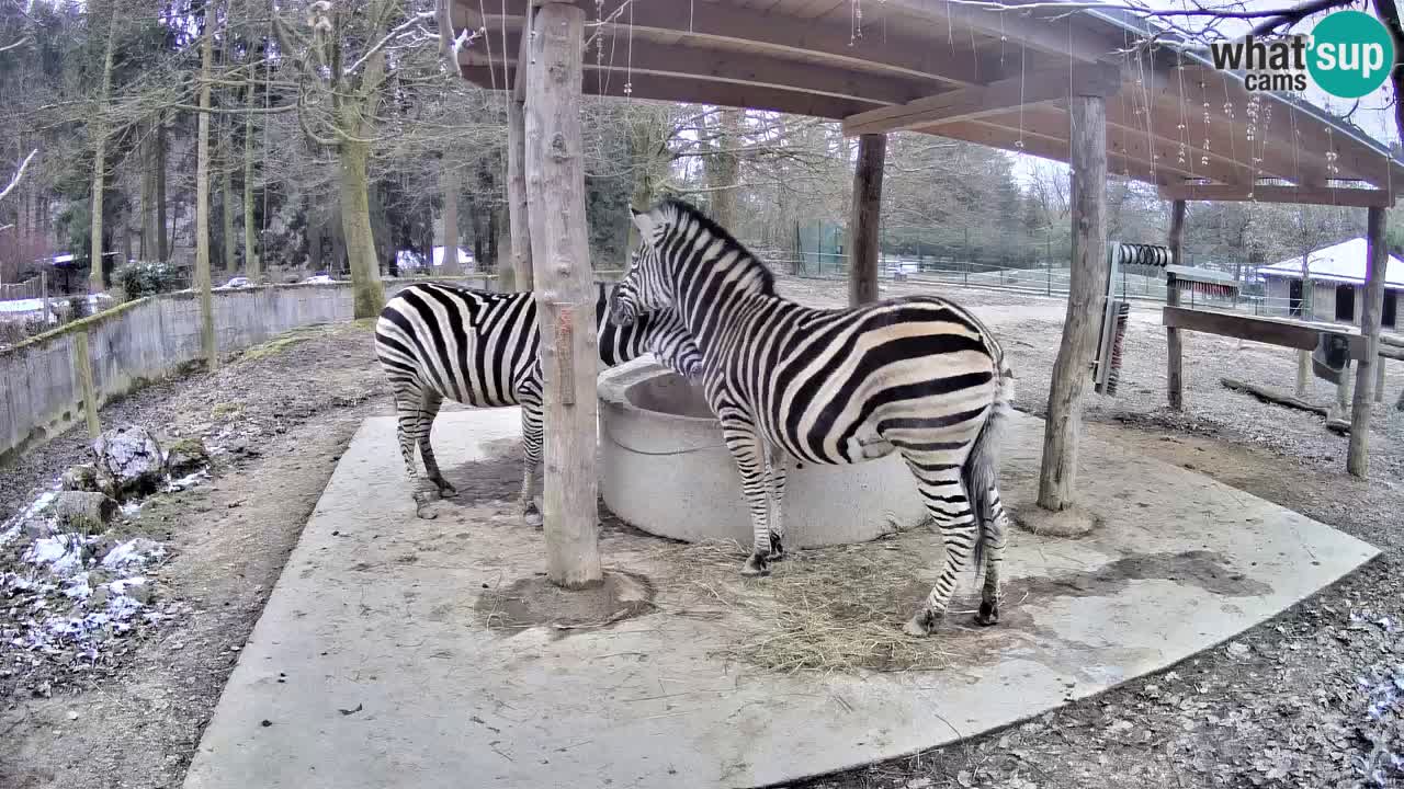 Le Zebre nello ZOO di Ljubljana – Slovenia Live webcam