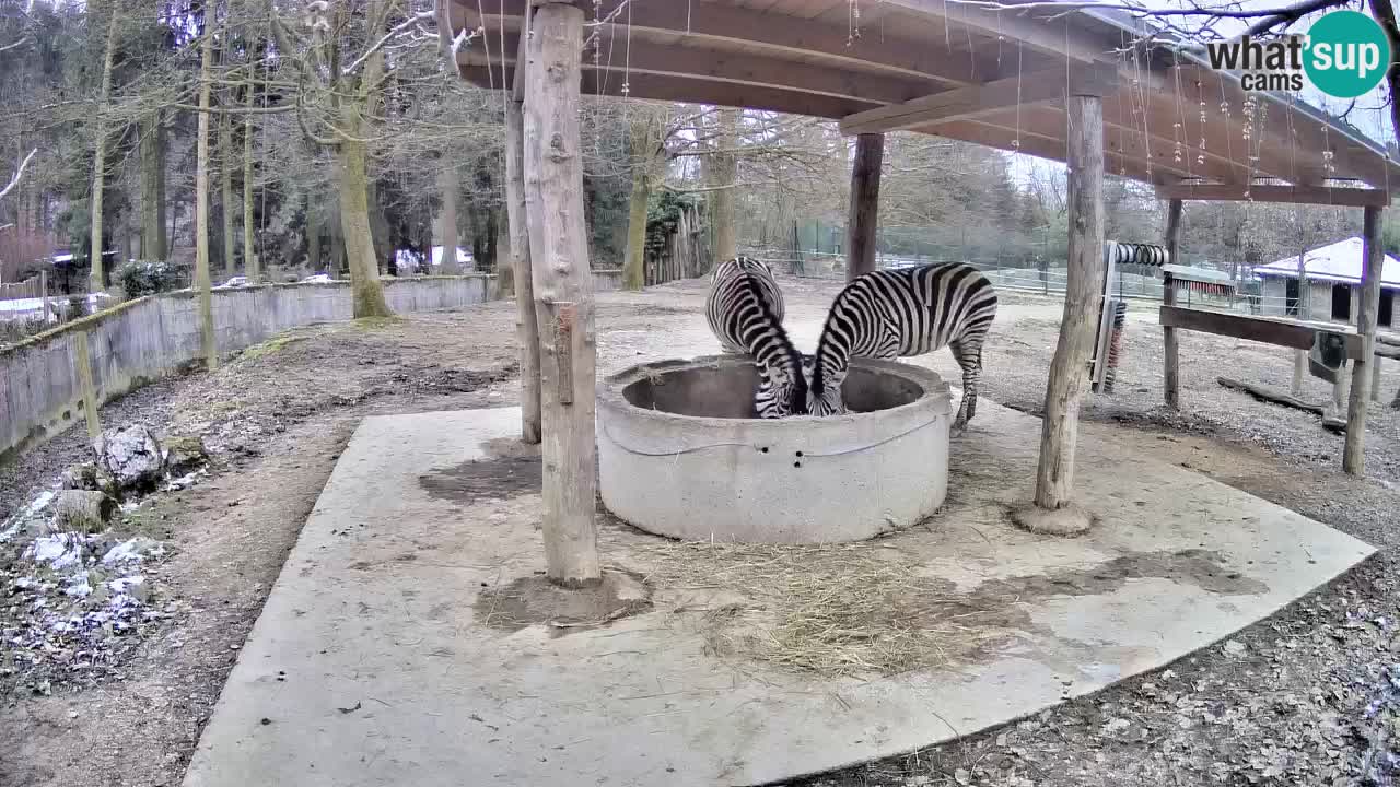 Camera en vivo Cebras in Ljubljana ZOO – Eslovenia