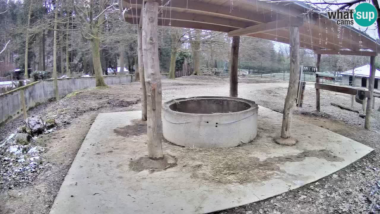 Le Zebre nello ZOO di Ljubljana – Slovenia Live webcam