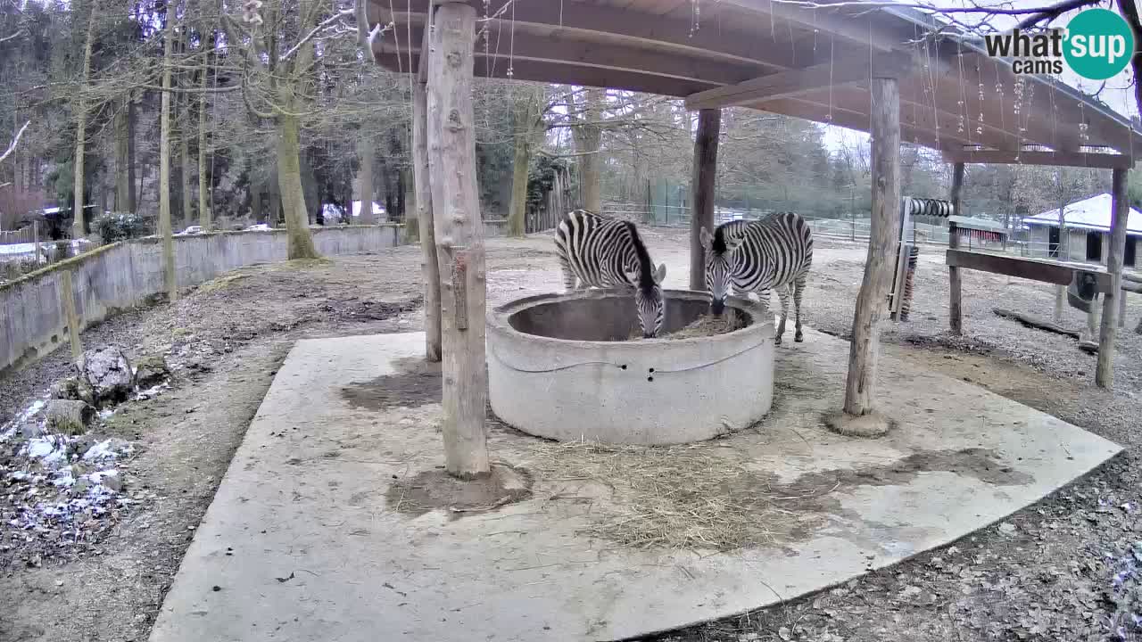 Web kamera uživo Zebras u ZOO Ljubljana – Slovenija