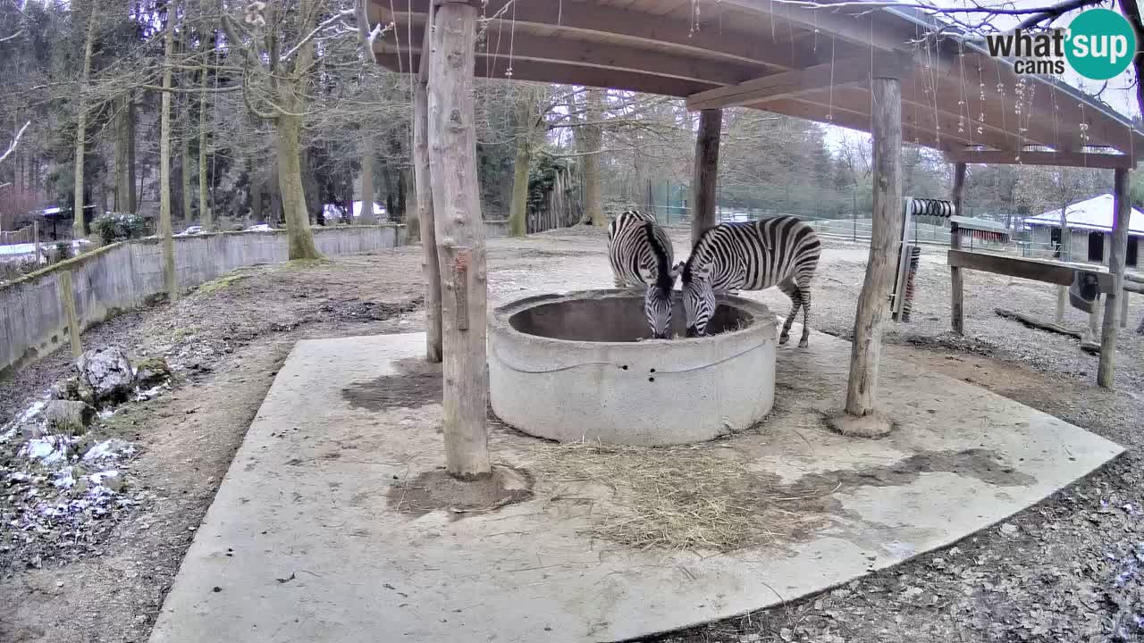 Live Webcam Zebras in Ljubljana ZOO – Slowenien