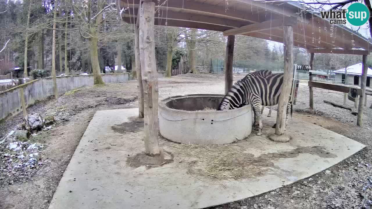 Zebre v živo v živalskem vrtu Ljubljana ZOO spletne kamere