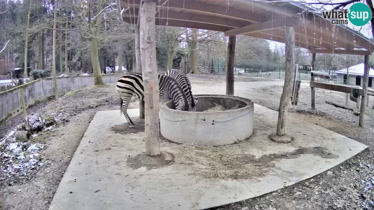 Le Zebre nello ZOO di Ljubljana – Slovenia Live webcam