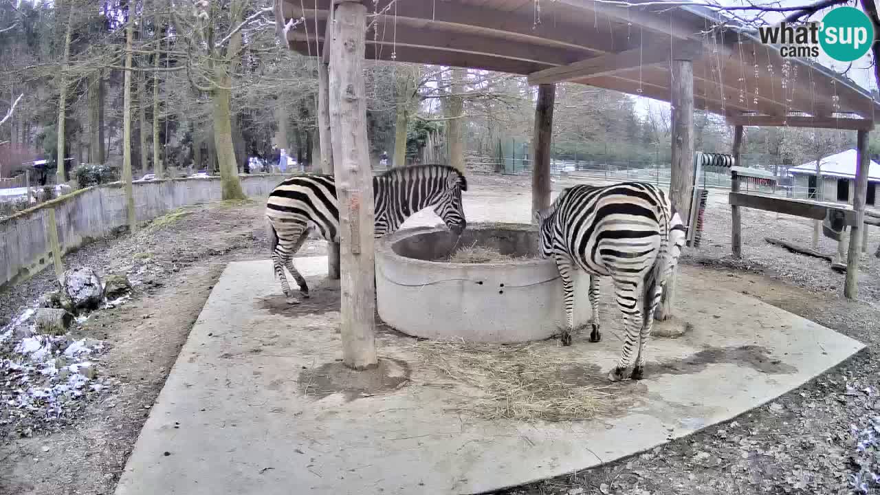 Zebre v živo v živalskem vrtu Ljubljana ZOO spletne kamere