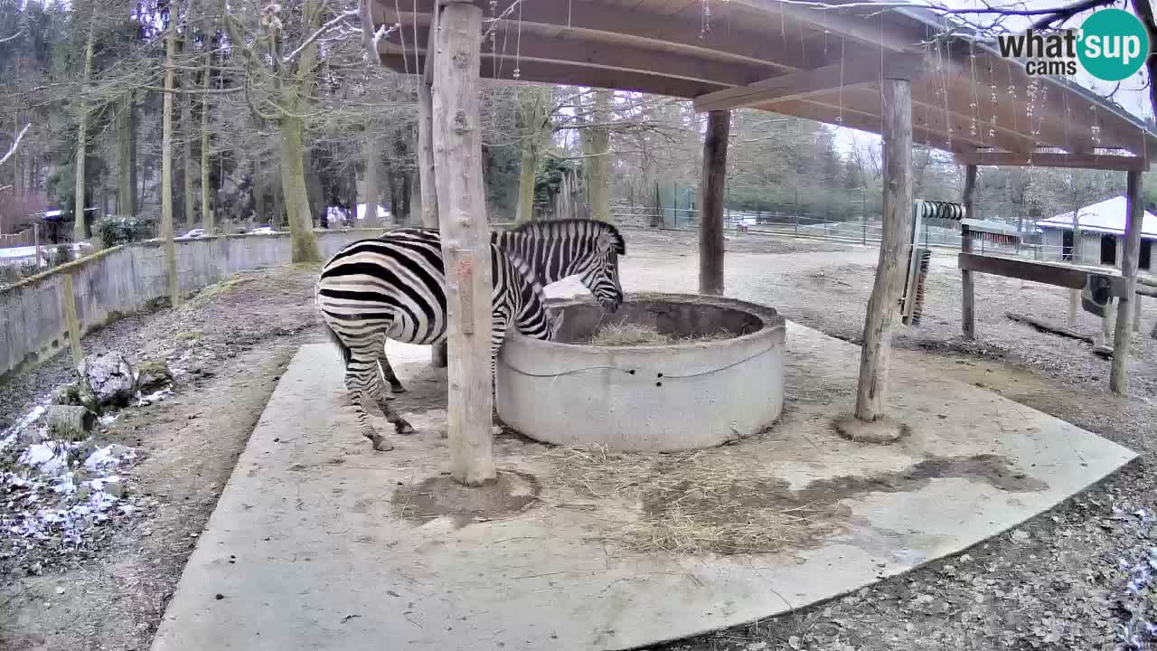 Camera en vivo Cebras in Ljubljana ZOO – Eslovenia