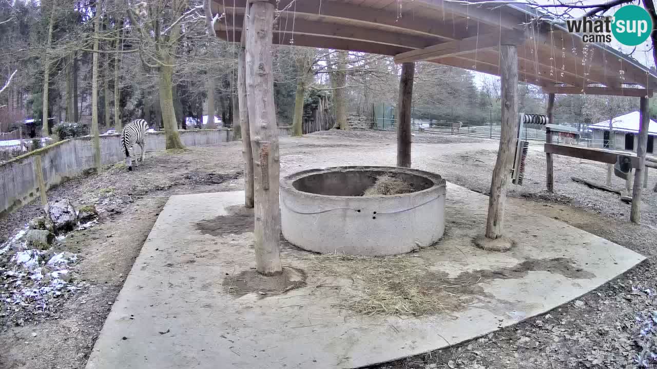 Camera en vivo Cebras in Ljubljana ZOO – Eslovenia