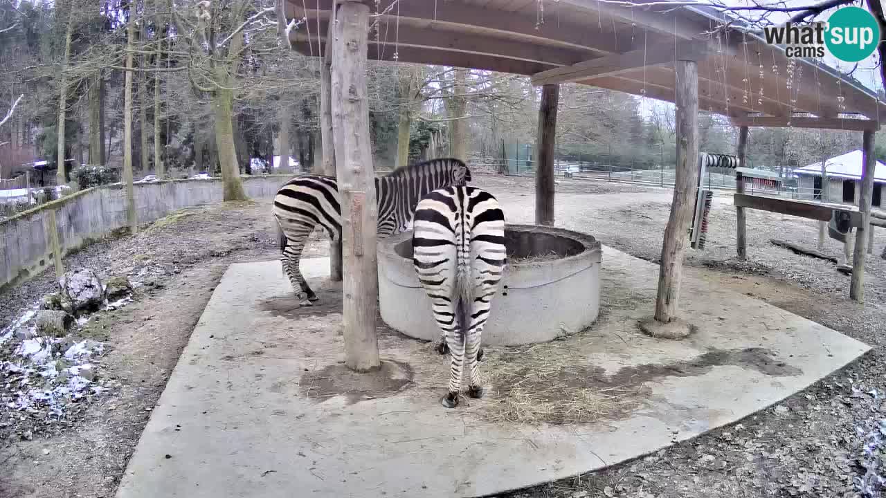 Web kamera uživo Zebras u ZOO Ljubljana – Slovenija