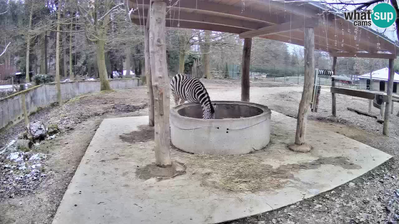 Web kamera uživo Zebras u ZOO Ljubljana – Slovenija