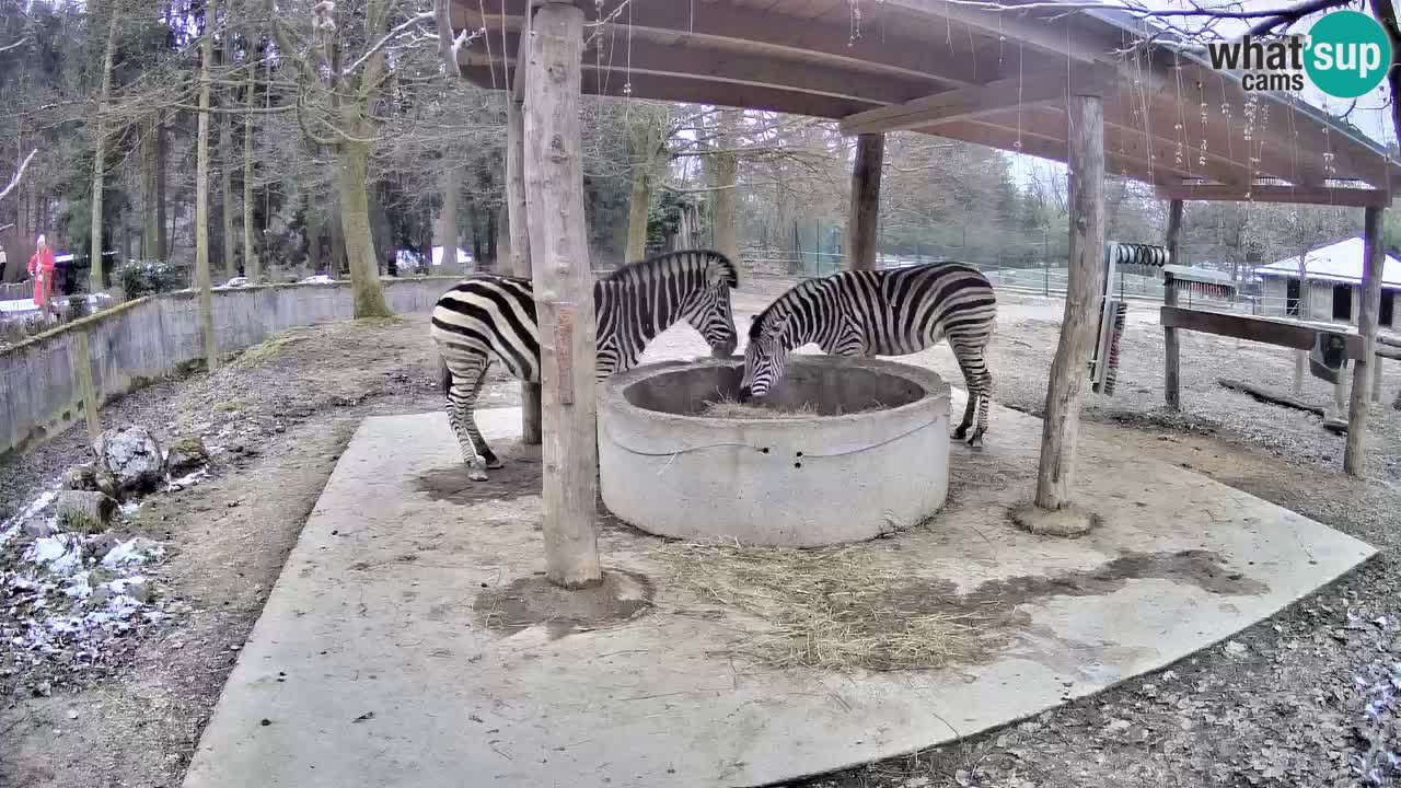 Camera en vivo Cebras in Ljubljana ZOO – Eslovenia