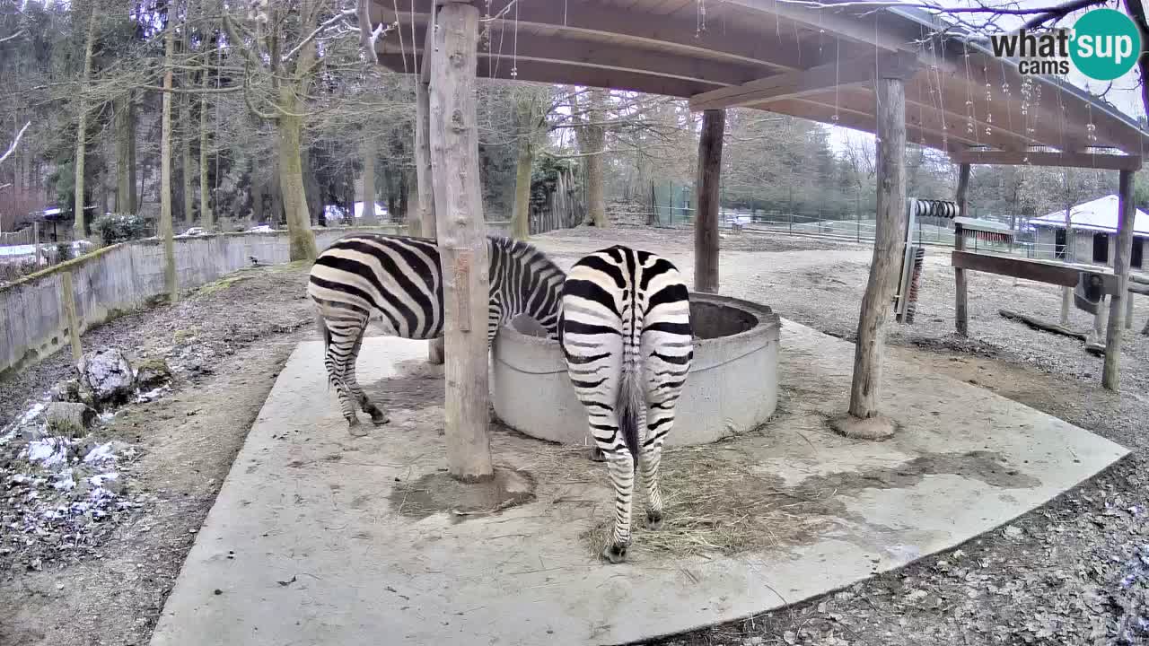 Web kamera uživo Zebras u ZOO Ljubljana – Slovenija