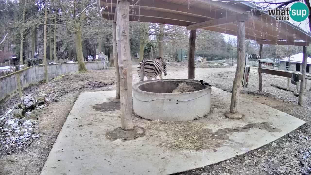 Web kamera uživo Zebras u ZOO Ljubljana – Slovenija