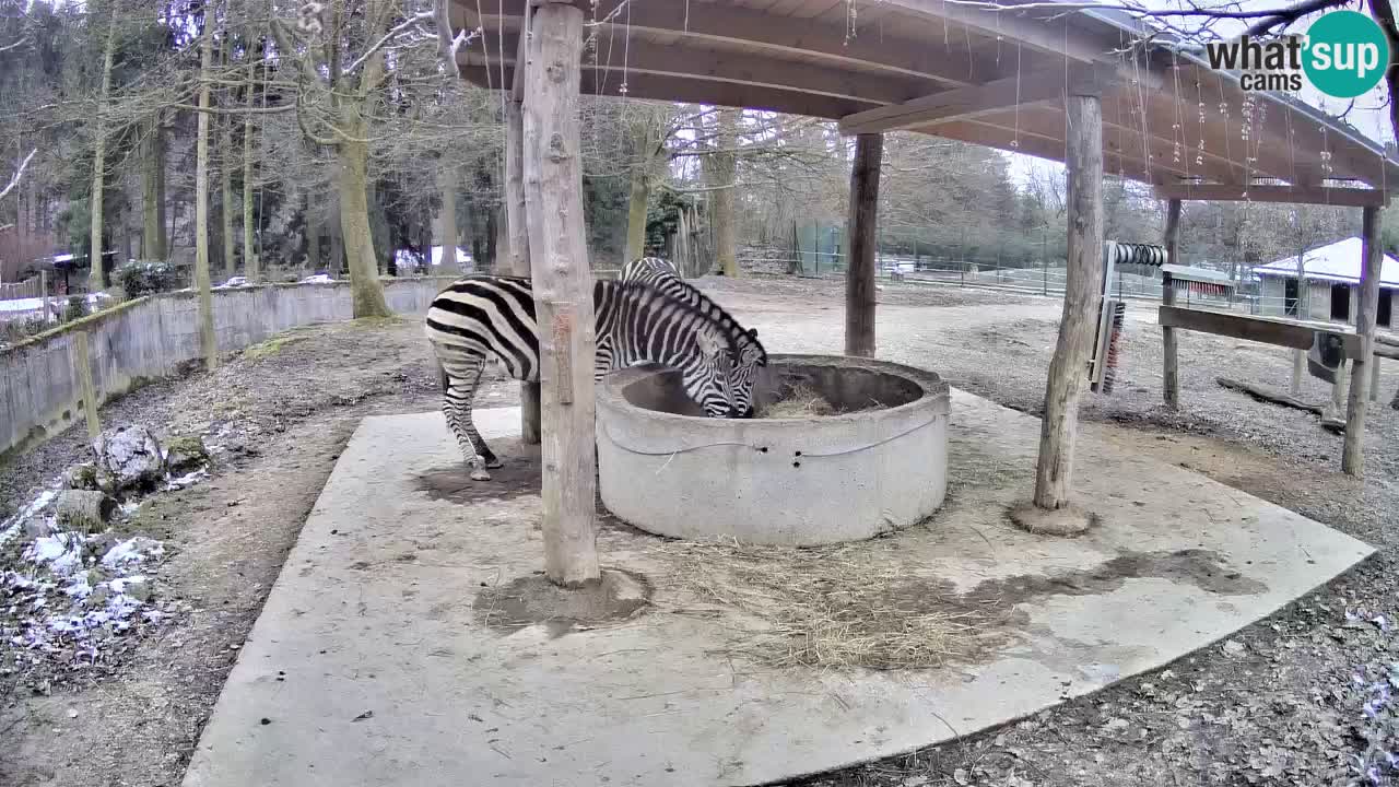 Live webcam Les zèbres in Ljubljana ZOO – Slovénie