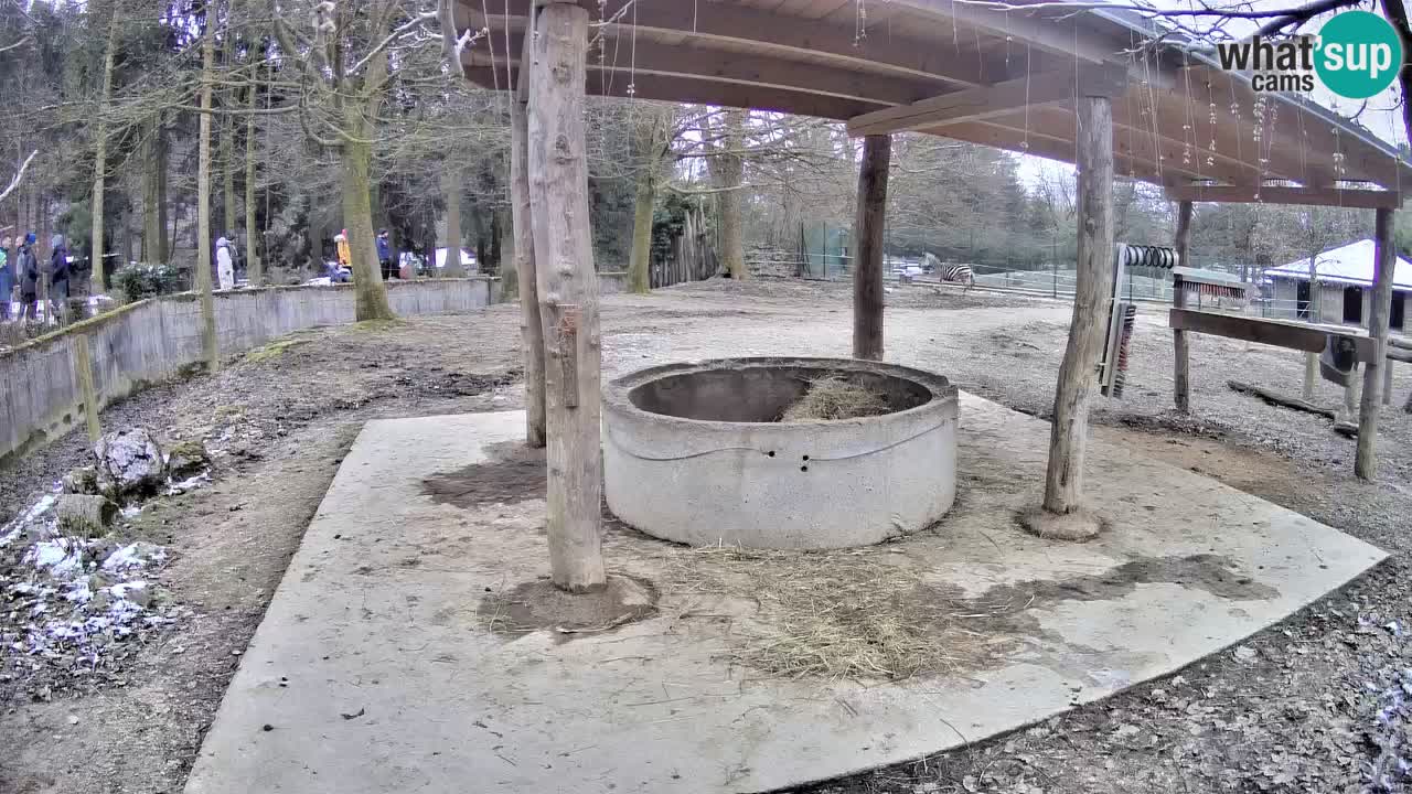 Live Webcam Zebras in Ljubljana ZOO – Slowenien