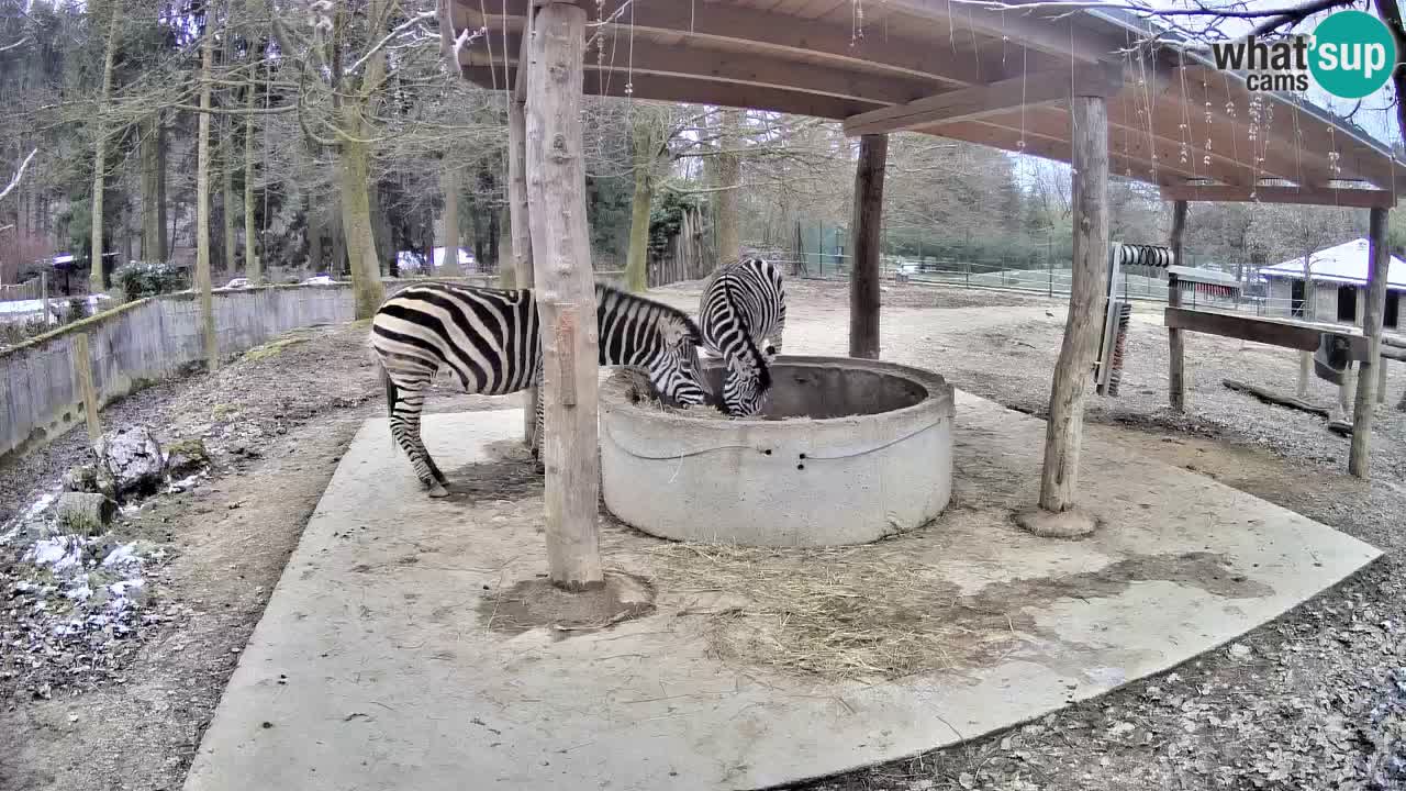 Le Zebre nello ZOO di Ljubljana – Slovenia Live webcam