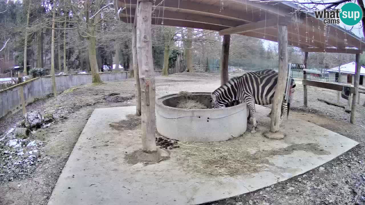 Live webcam Zebras in Ljubljana ZOO – Slovenia