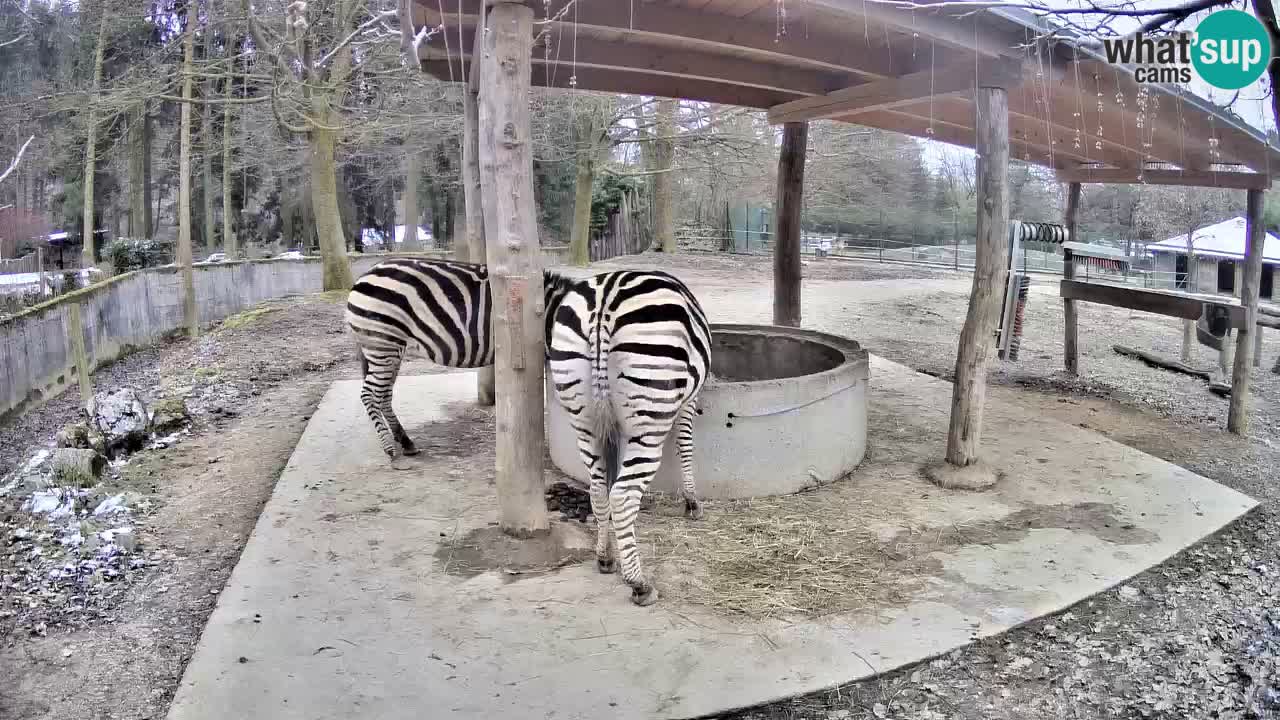 Le Zebre nello ZOO di Ljubljana – Slovenia Live webcam