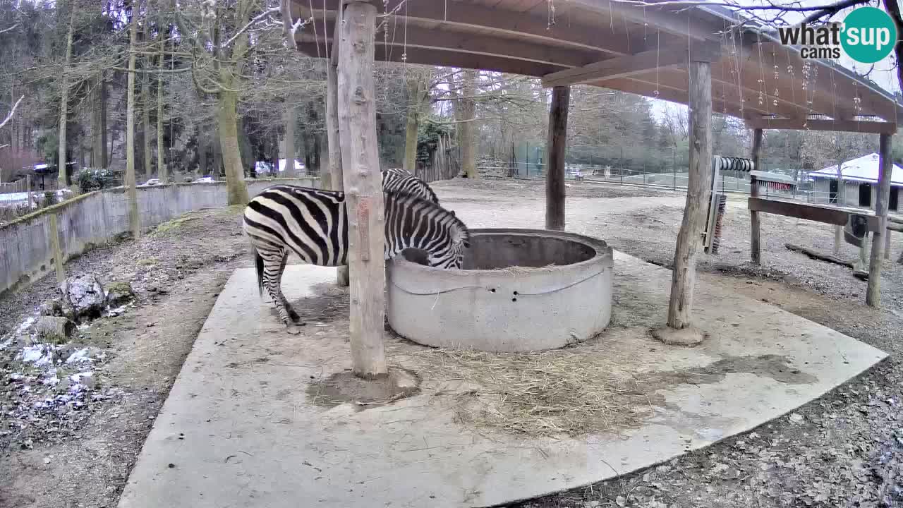 Web kamera uživo Zebras u ZOO Ljubljana – Slovenija