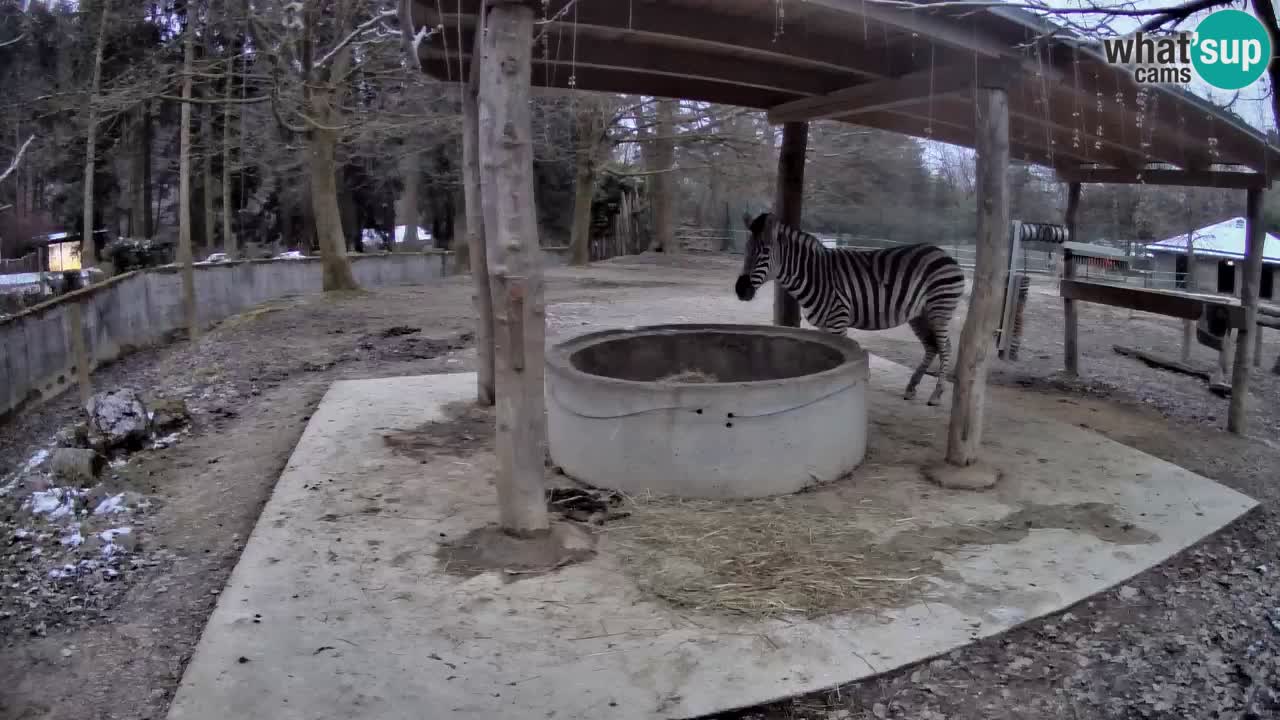 Live webcam Les zèbres in Ljubljana ZOO – Slovénie