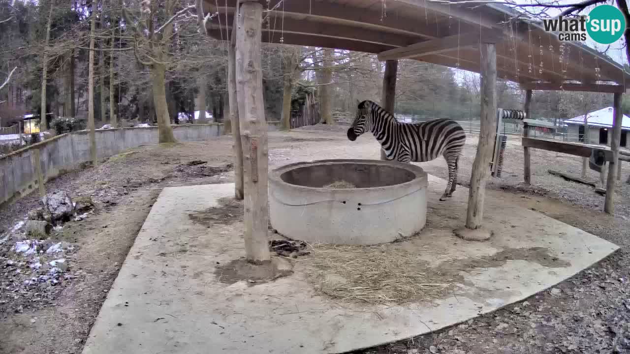 Live webcam Les zèbres in Ljubljana ZOO – Slovénie