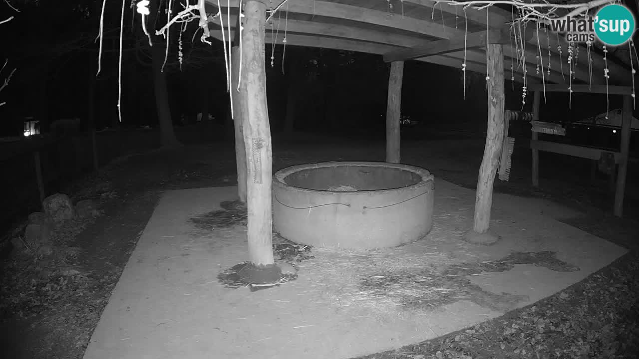 Live webcam Les zèbres in Ljubljana ZOO – Slovénie