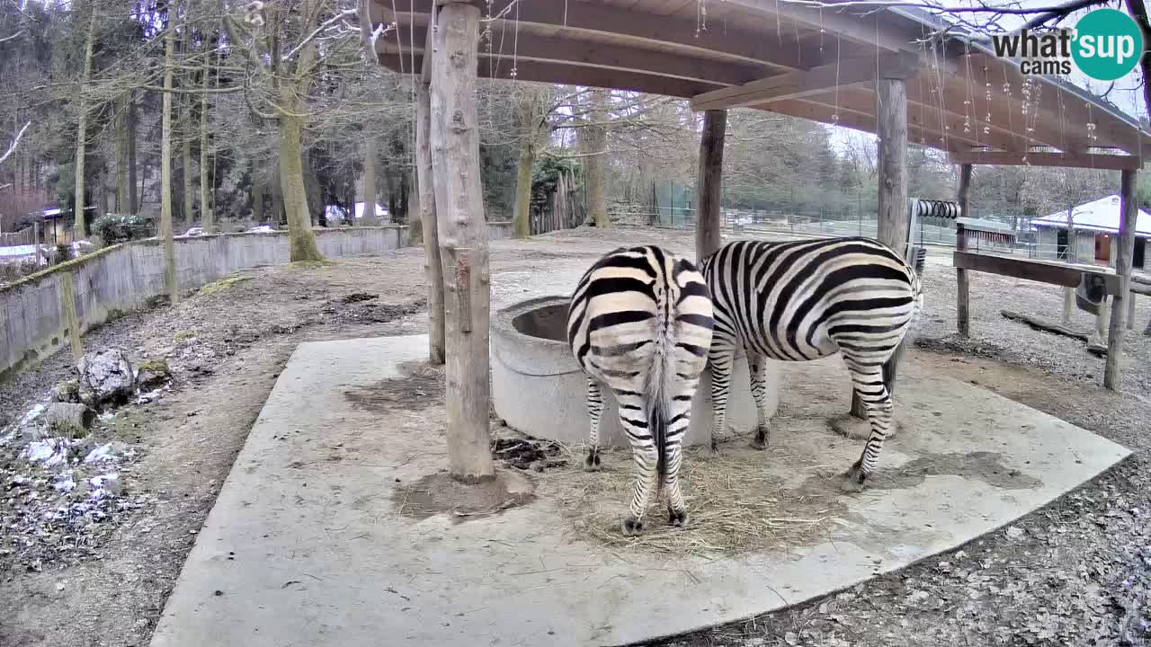 Camera en vivo Cebras in Ljubljana ZOO – Eslovenia