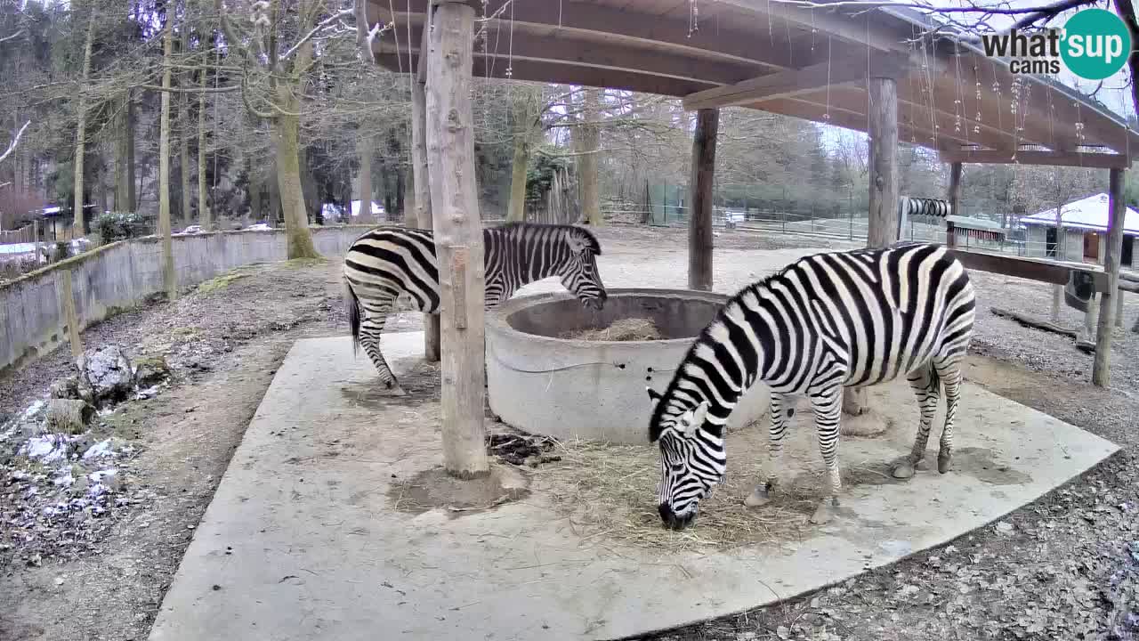 Web kamera uživo Zebras u ZOO Ljubljana – Slovenija