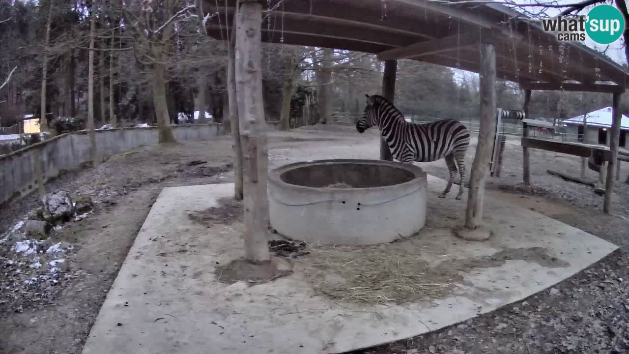 Live webcam Les zèbres in Ljubljana ZOO – Slovénie