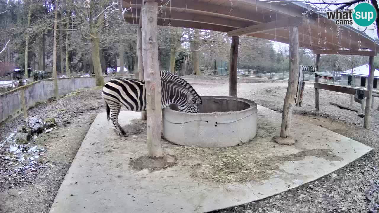 Camera en vivo Cebras in Ljubljana ZOO – Eslovenia