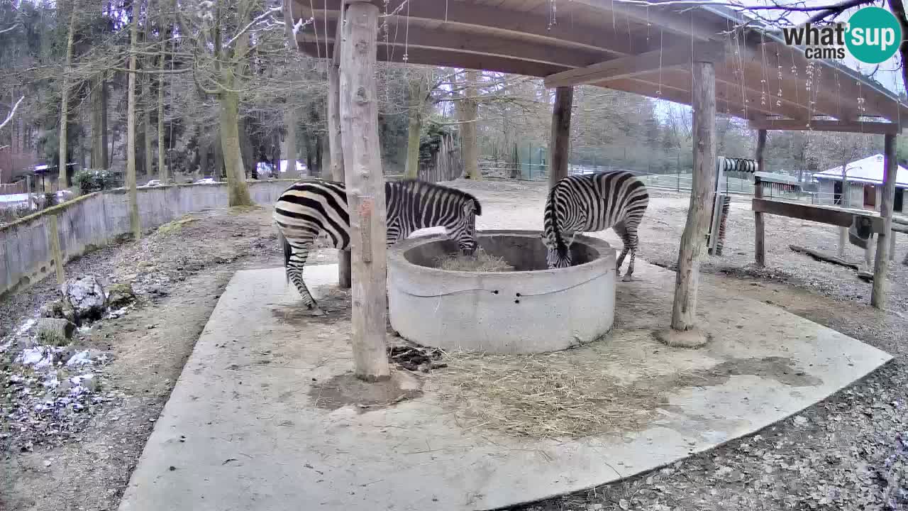 Le Zebre nello ZOO di Ljubljana – Slovenia Live webcam