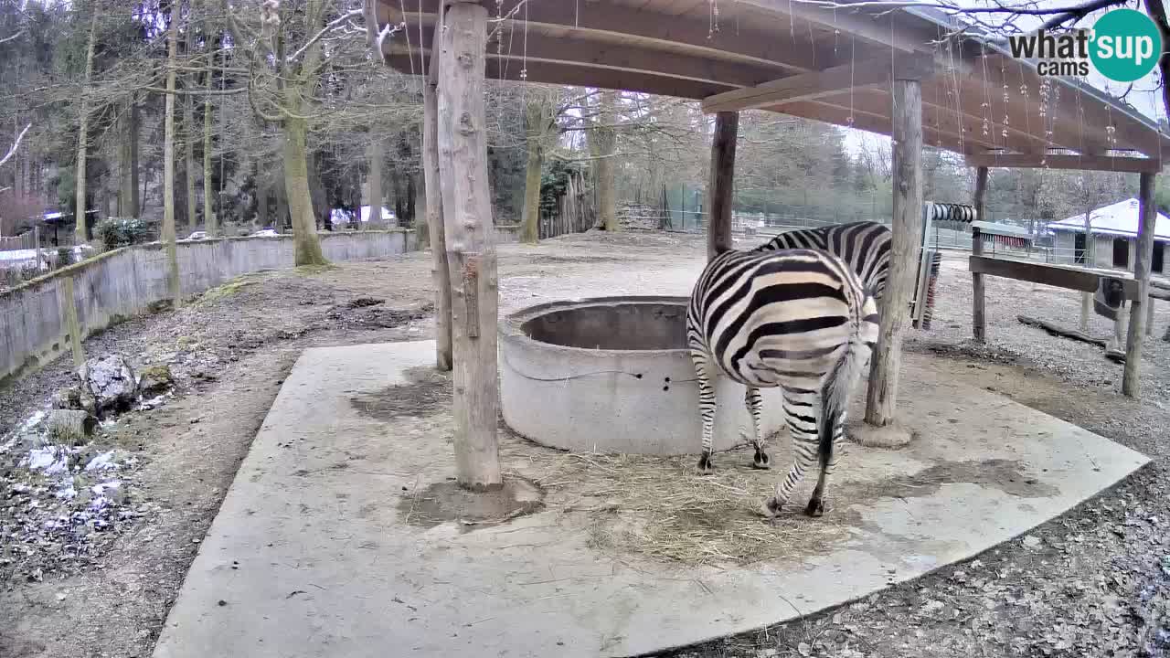 Le Zebre nello ZOO di Ljubljana – Slovenia Live webcam