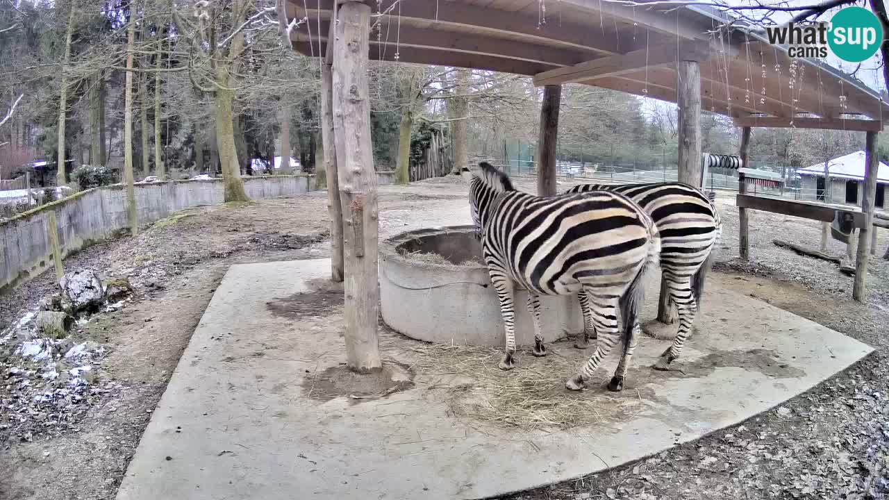 Live webcam Les zèbres in Ljubljana ZOO – Slovénie