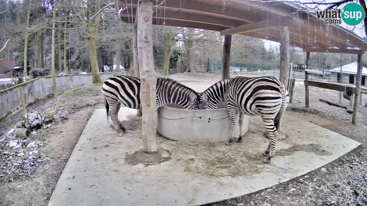 Zebre v živo v živalskem vrtu Ljubljana ZOO spletne kamere