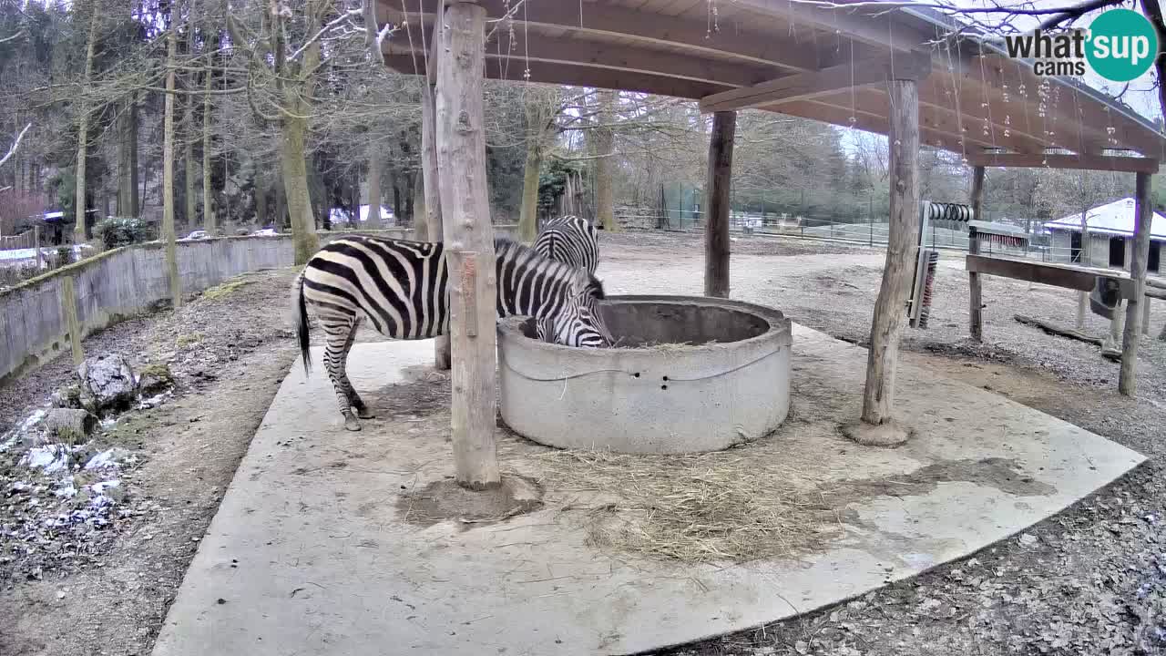 Le Zebre nello ZOO di Ljubljana – Slovenia Live webcam