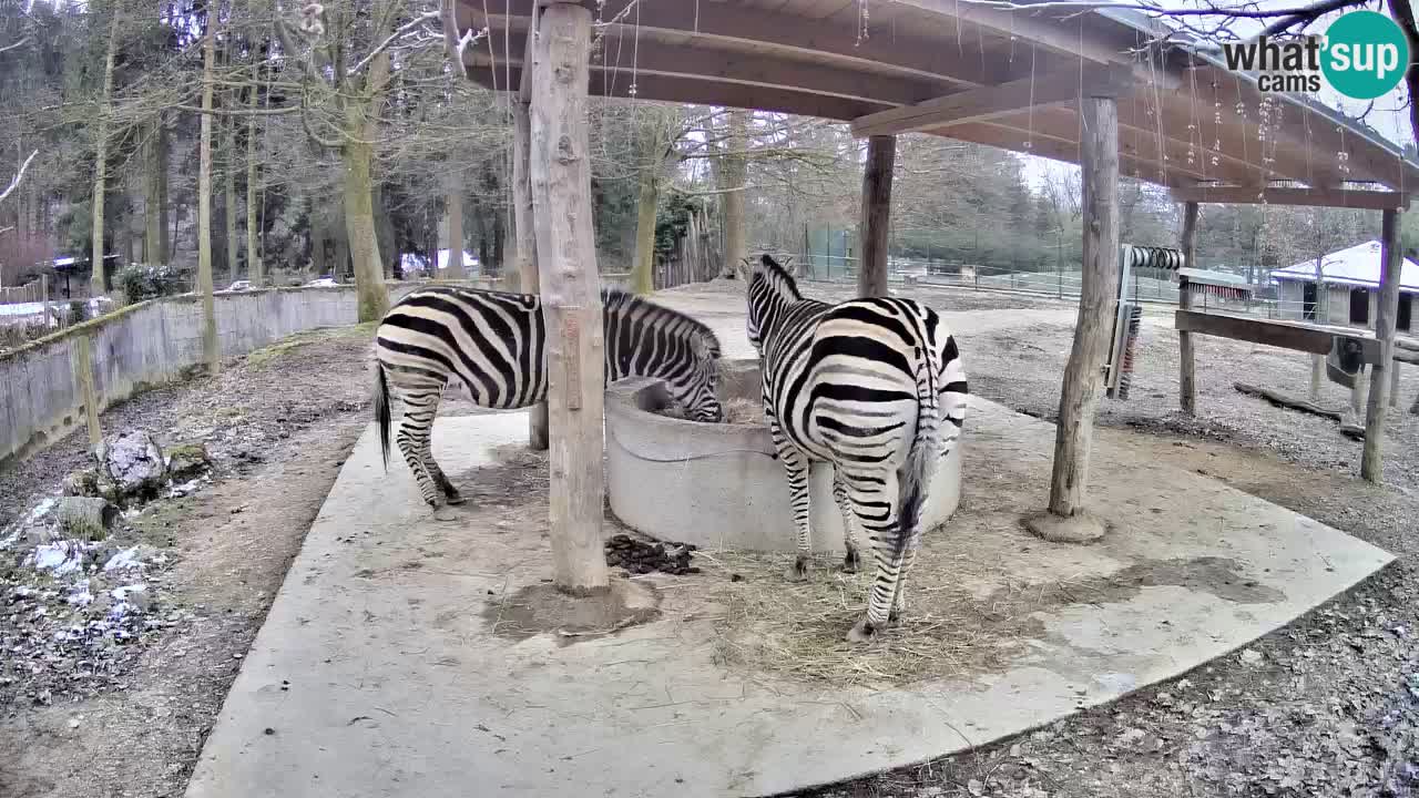 Camera en vivo Cebras in Ljubljana ZOO – Eslovenia