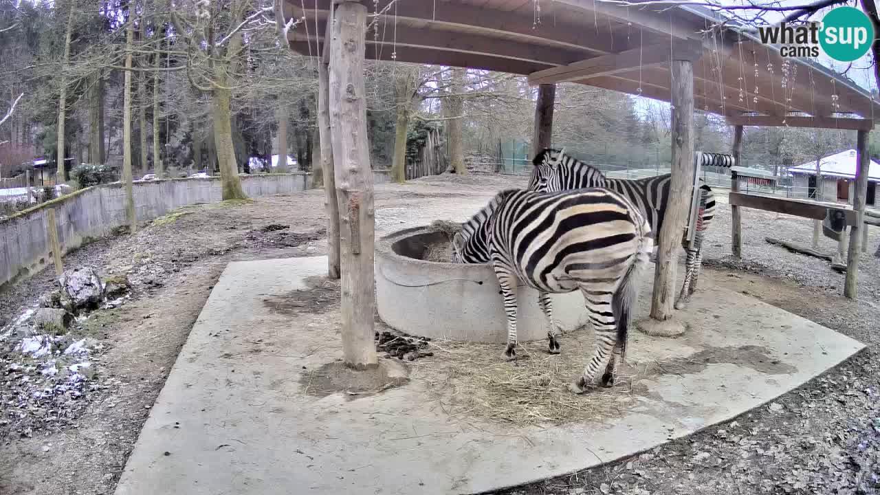 Live webcam Les zèbres in Ljubljana ZOO – Slovénie