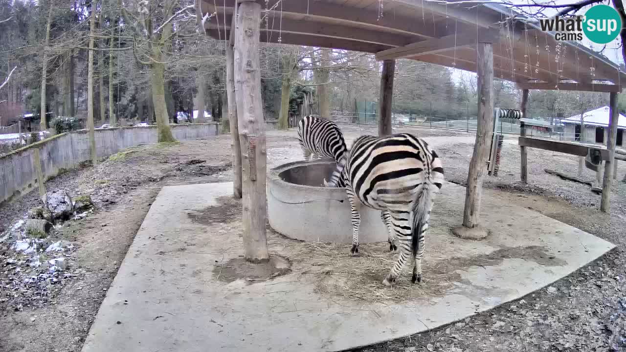 Zebre v živo v živalskem vrtu Ljubljana ZOO spletne kamere